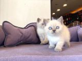 Bluepoınt British Shorthair Yavrular