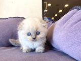 Bluepoınt British Shorthair Yavrular