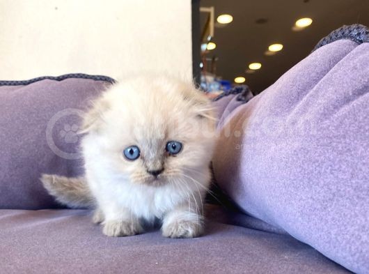 Bluepoınt British Shorthair Yavrular görsel