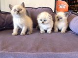 Bluepoınt british shorthair yavrular