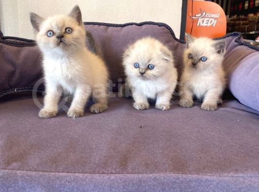 Bluepoınt British Shorthair Yavrular