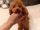 5 Aylık Minyatür Poodle Erkek