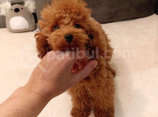 5 Aylık Minyatür Poodle Erkek