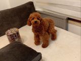 5 Aylık Minyatür Poodle Erkek