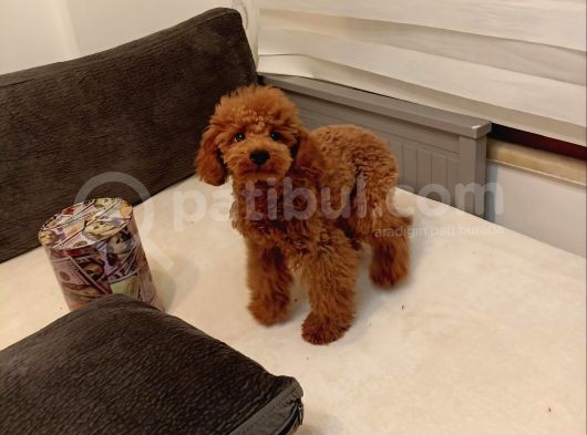 5 Aylık Minyatür Poodle Erkek görsel