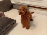 5 Aylık Minyatür Poodle Erkek