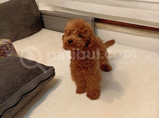 5 Aylık Minyatür Poodle Erkek görsel