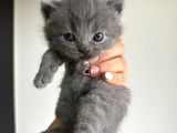 Scottish Fold Ve British Shorthair Yavruları