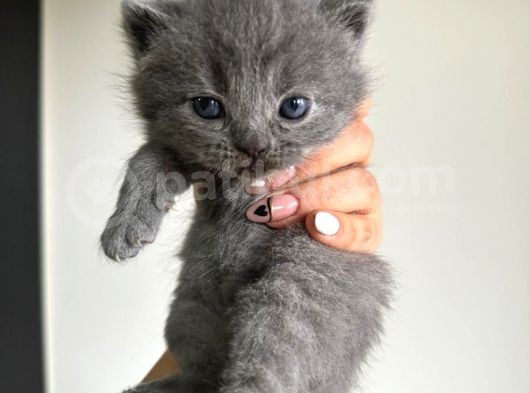 Scottish Fold Ve British Shorthair Yavruları görsel