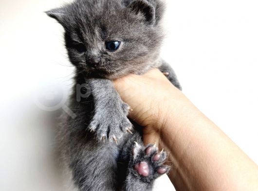 Scottish Fold Ve British Shorthair Yavruları görsel