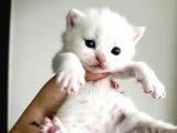 Scottish Fold Ve British Shorthair Yavruları