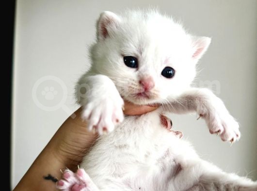 Scottish Fold Ve British Shorthair Yavruları görsel