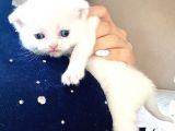 Scottish Fold Ve British Shorthair Yavruları