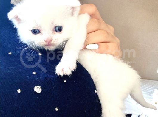 Scottish Fold Ve British Shorthair Yavruları görsel