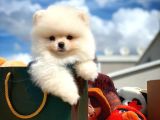 Mükemmel Kalite Teacup Pomeranian Yavrular
