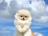 Mükemmel Kalite Teacup Pomeranian Yavrular