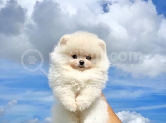 Mükemmel Kalite Teacup Pomeranian Yavrular görsel