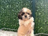 Eşsi̇z Shi̇h Tzu Bebekler