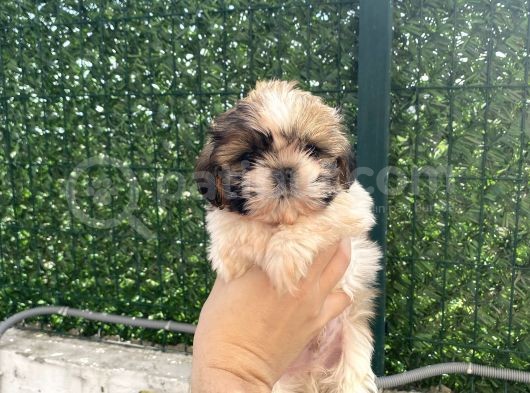 Eşsi̇z Shi̇h Tzu Bebekler görsel