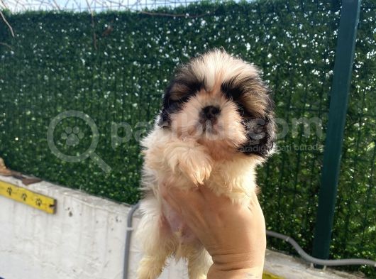 Eşsi̇z Shi̇h Tzu Bebekler görsel