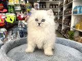 Scottish fold longhair Brıtısh shortair