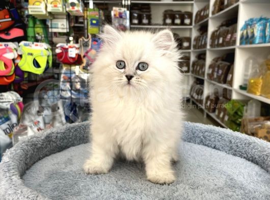 Scottish Fold Longhair Brıtısh Shortair