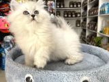 Scottish Fold Longhair Brıtısh Shortair