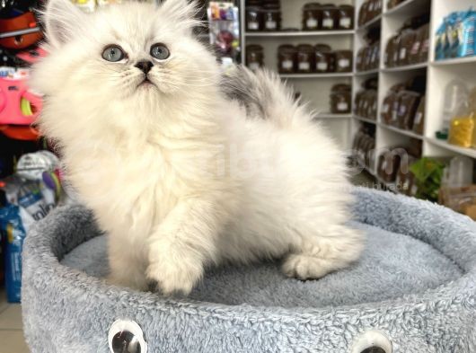 Scottish Fold Longhair Brıtısh Shortair görsel