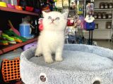 Scottish Fold Longhair Brıtısh Shortair