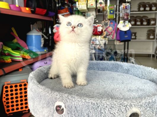 Scottish Fold Longhair Brıtısh Shortair görsel