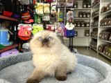 Scottish Fold Longhair Brıtısh Shortair