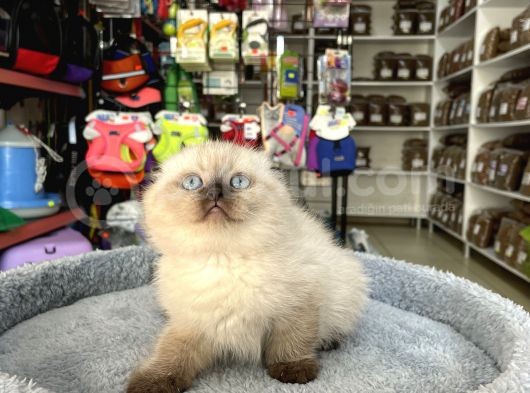 Scottish Fold Longhair Brıtısh Shortair görsel