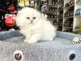 Scottish Fold Longhair Brıtısh Shortair