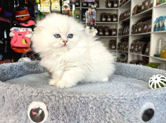 Scottish Fold Longhair Brıtısh Shortair görsel