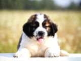 A Secereli Saint Bernard Yavrular