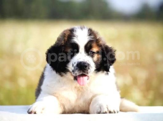 A secereli saint bernard yavrular
