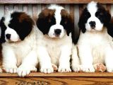 A Secereli Saint Bernard Yavrular
