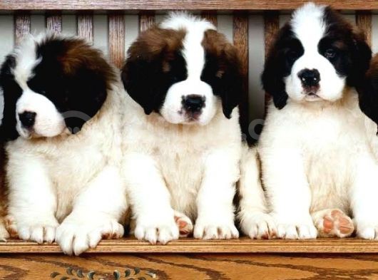 A Secereli Saint Bernard Yavrular görsel