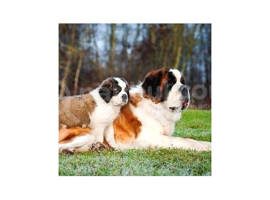 A Secereli Saint Bernard Yavrular görsel