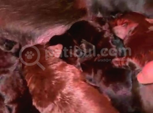 Çikolata Ve Siyah Labrador Bebekler Rezerve Açıktır görsel
