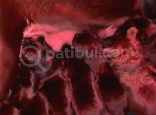 Çikolata Ve Siyah Labrador Bebekler Rezerve Açıktır