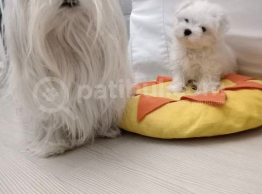 Orjinal Safkan Maltese Dişi Ve Erkek 2 Aylık Bebeklerimiz görsel