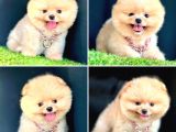 Mükemmel kalite teacup pomeranian yavrular