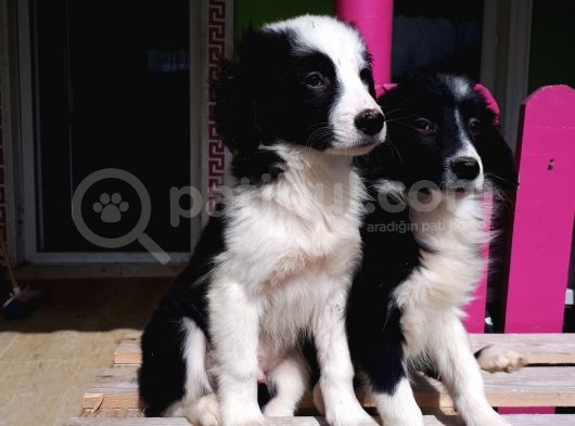 Dunyanın En Zeki Irkı Border Collie Yavrularımız