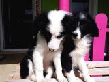 Dunyanın En Zeki Irkı Border Collie Yavrularımız