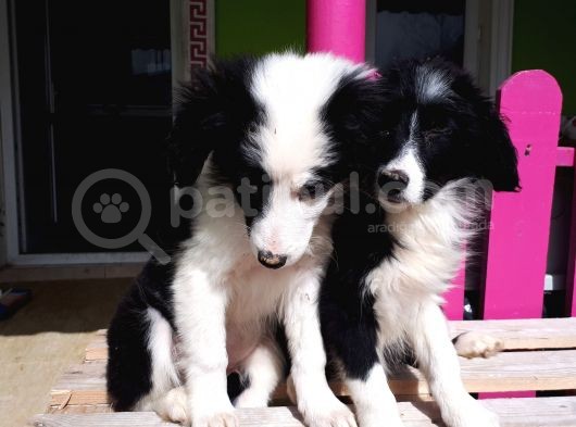 Dunyanın En Zeki Irkı Border Collie Yavrularımız görsel