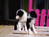 Dunyanın En Zeki Irkı Border Collie Yavrularımız