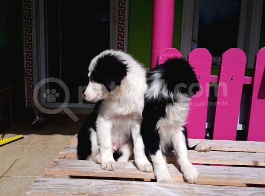 Dunyanın En Zeki Irkı Border Collie Yavrularımız görsel