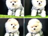 Mükemmel Kalite Teacup Pomeranian Yavrular