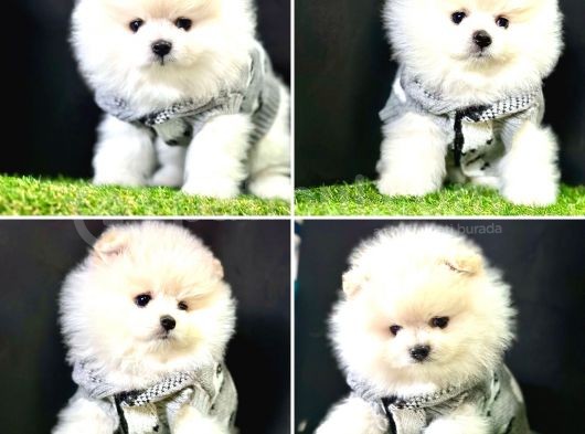 Mükemmel Kalite Teacup Pomeranian Yavrular görsel